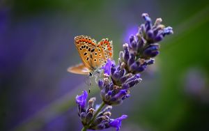 Preview wallpaper butterfly, flower, bright, background