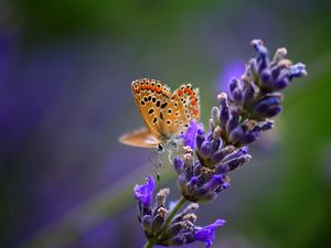 Preview wallpaper butterfly, flower, bright, background