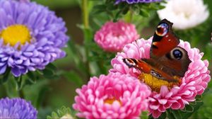 Preview wallpaper butterfly, flower, bright