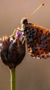 Preview wallpaper butterfly, flower, close up, wings, spots