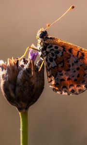 Preview wallpaper butterfly, flower, close up, wings, spots