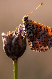 Preview wallpaper butterfly, flower, close up, wings, spots