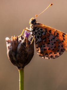 Preview wallpaper butterfly, flower, close up, wings, spots