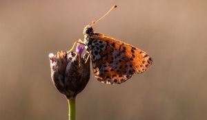 Preview wallpaper butterfly, flower, close up, wings, spots