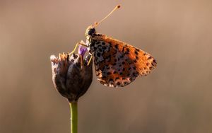 Preview wallpaper butterfly, flower, close up, wings, spots