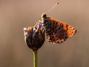 Preview wallpaper butterfly, flower, close up, wings, spots