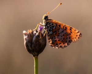 Preview wallpaper butterfly, flower, close up, wings, spots