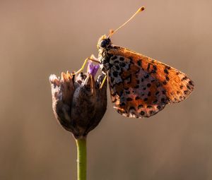 Preview wallpaper butterfly, flower, close up, wings, spots