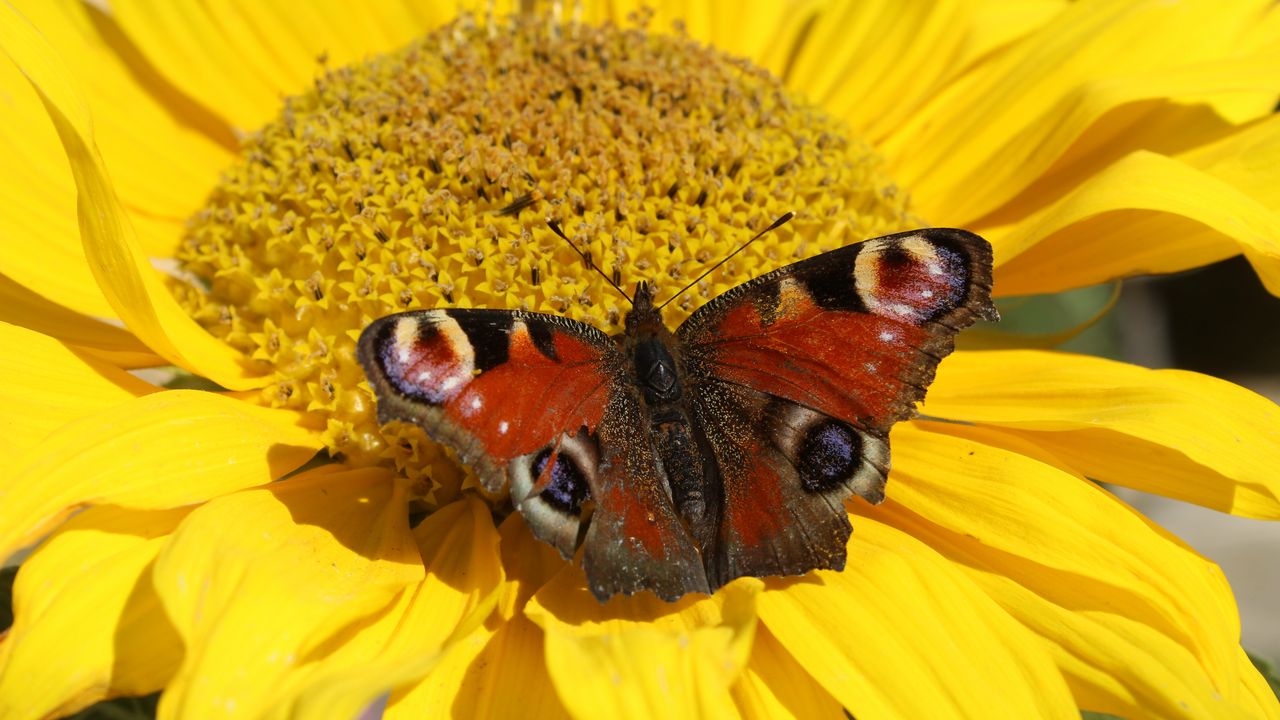 Wallpaper butterfly, flower, close-up