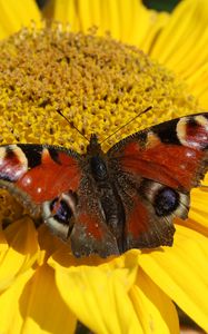 Preview wallpaper butterfly, flower, close-up