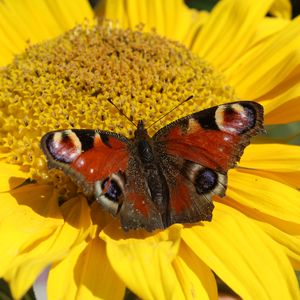 Preview wallpaper butterfly, flower, close-up