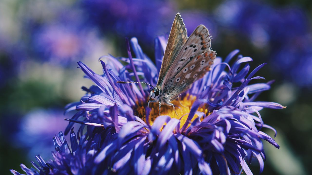 Wallpaper butterfly, flower, close-up