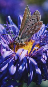 Preview wallpaper butterfly, flower, close-up