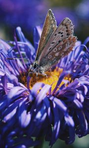 Preview wallpaper butterfly, flower, close-up