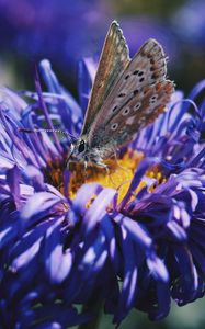 Preview wallpaper butterfly, flower, close-up