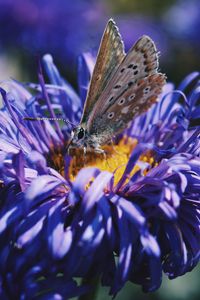 Preview wallpaper butterfly, flower, close-up