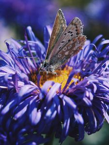 Preview wallpaper butterfly, flower, close-up