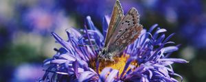 Preview wallpaper butterfly, flower, close-up