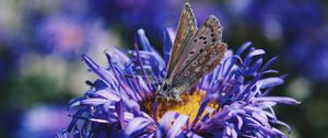 Preview wallpaper butterfly, flower, close-up