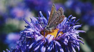 Preview wallpaper butterfly, flower, close-up