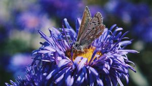 Preview wallpaper butterfly, flower, close-up