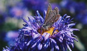 Preview wallpaper butterfly, flower, close-up