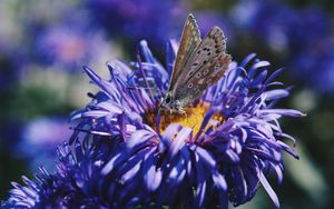 Preview wallpaper butterfly, flower, close-up
