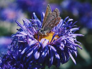Preview wallpaper butterfly, flower, close-up