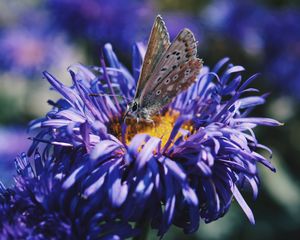 Preview wallpaper butterfly, flower, close-up