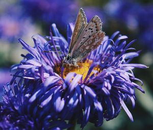 Preview wallpaper butterfly, flower, close-up