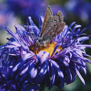 Preview wallpaper butterfly, flower, close-up