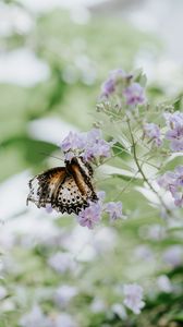 Preview wallpaper butterfly, flower, close-up, motion blur