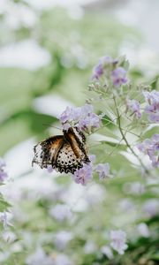 Preview wallpaper butterfly, flower, close-up, motion blur