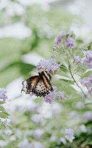 Preview wallpaper butterfly, flower, close-up, motion blur