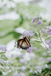 Preview wallpaper butterfly, flower, close-up, motion blur