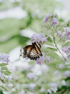 Preview wallpaper butterfly, flower, close-up, motion blur