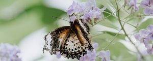 Preview wallpaper butterfly, flower, close-up, motion blur