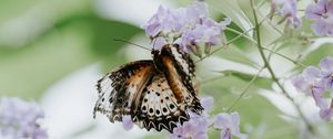 Preview wallpaper butterfly, flower, close-up, motion blur