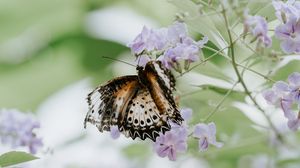 Preview wallpaper butterfly, flower, close-up, motion blur