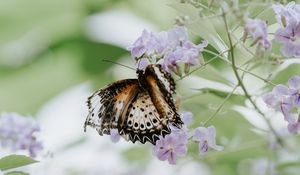 Preview wallpaper butterfly, flower, close-up, motion blur