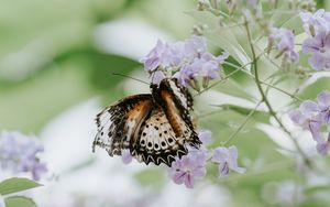 Preview wallpaper butterfly, flower, close-up, motion blur