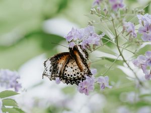 Preview wallpaper butterfly, flower, close-up, motion blur