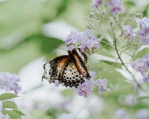 Preview wallpaper butterfly, flower, close-up, motion blur