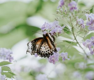 Preview wallpaper butterfly, flower, close-up, motion blur