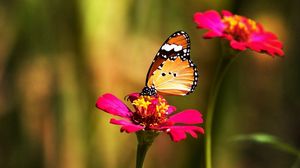 Preview wallpaper butterfly, flower, colorful, grass