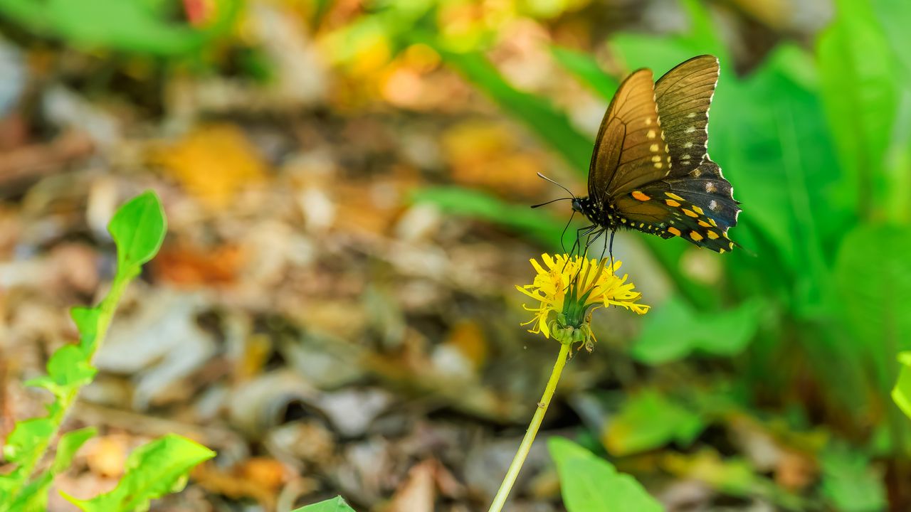 Wallpaper butterfly, flower, dandelion, macro, leaves, insect, nature