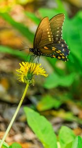 Preview wallpaper butterfly, flower, dandelion, macro, leaves, insect, nature