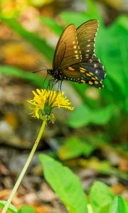 Preview wallpaper butterfly, flower, dandelion, macro, leaves, insect, nature