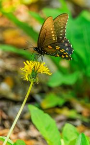 Preview wallpaper butterfly, flower, dandelion, macro, leaves, insect, nature