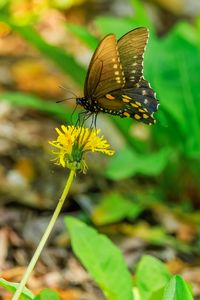 Preview wallpaper butterfly, flower, dandelion, macro, leaves, insect, nature